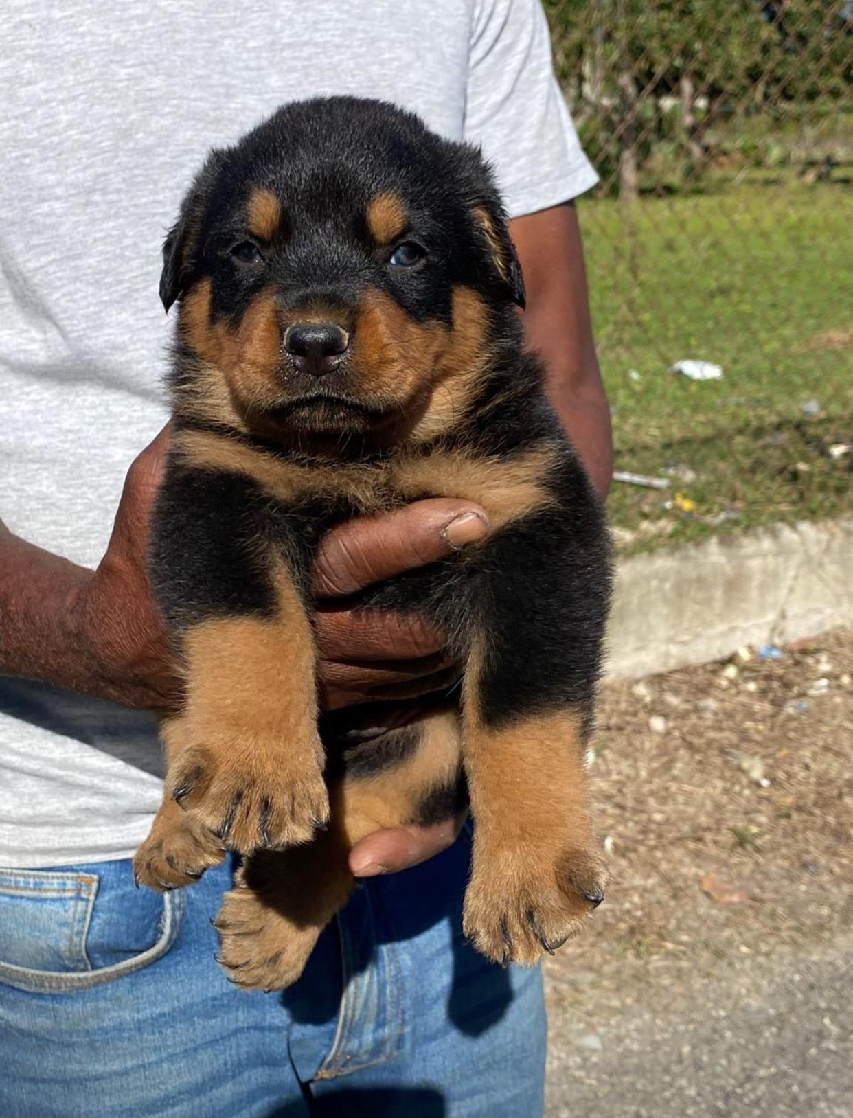 Rottweiler Ambos Sexos  Foto 7262212-4.jpg