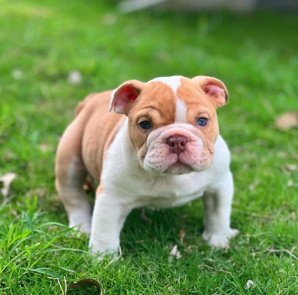 Bulldog Ingles Ambos Sexos  Foto 7262225-2.jpg