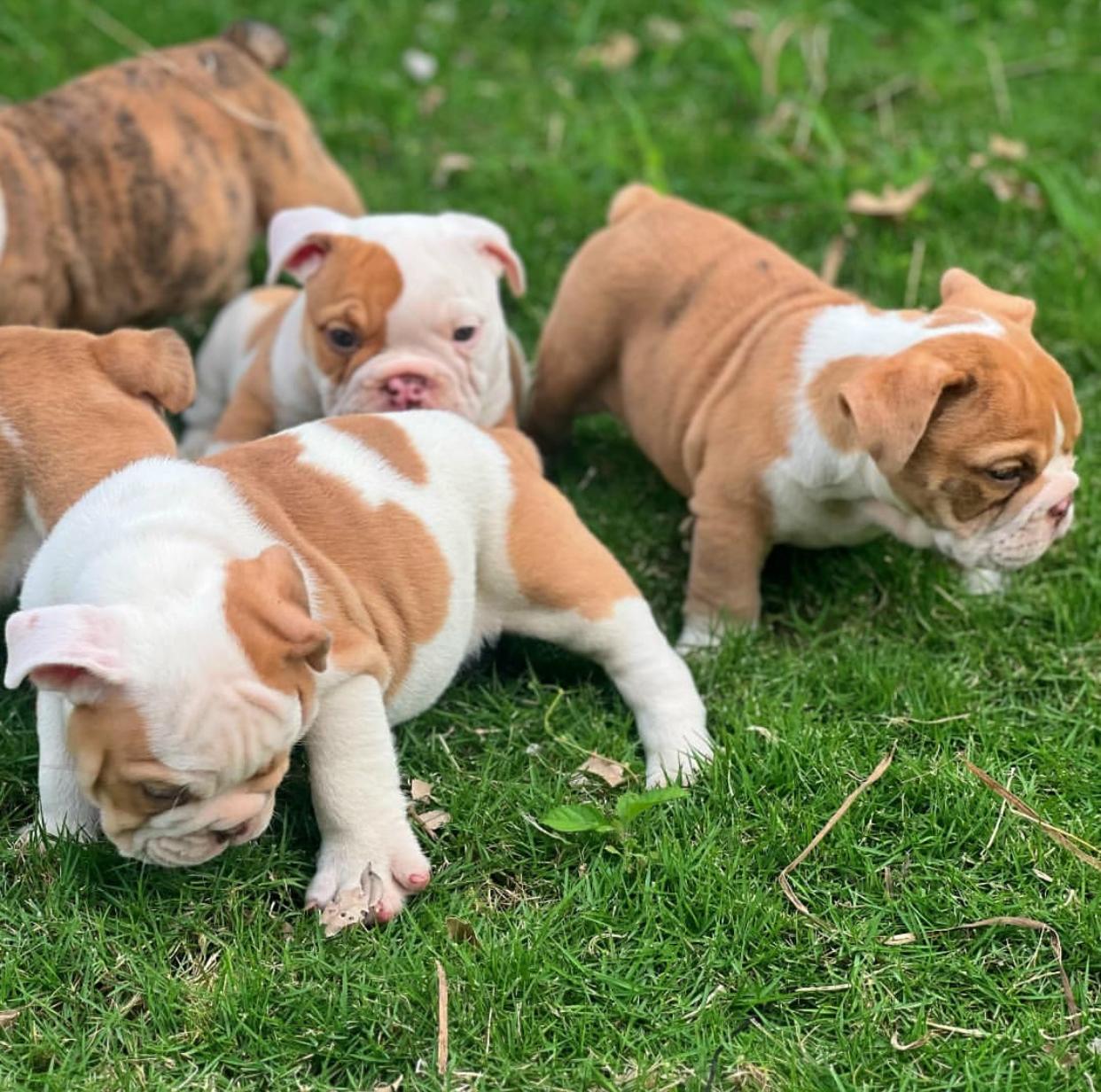 Bulldog Ingles Ambos Sexos  Foto 7262225-3.jpg