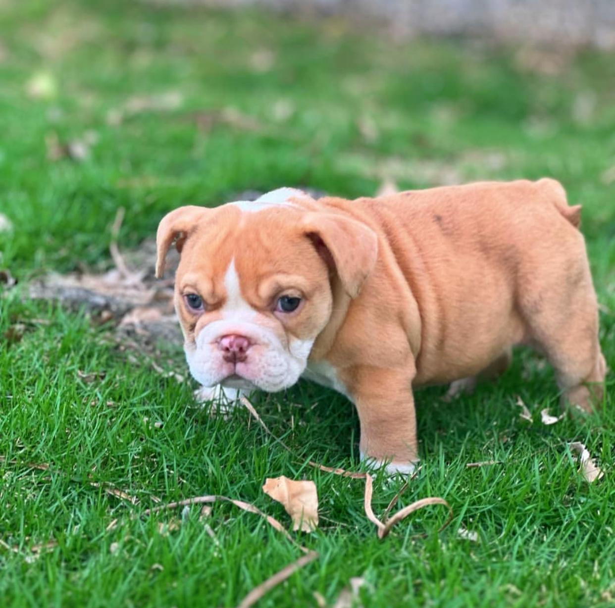 Bulldog Ingles Ambos Sexos  Foto 7262225-4.jpg