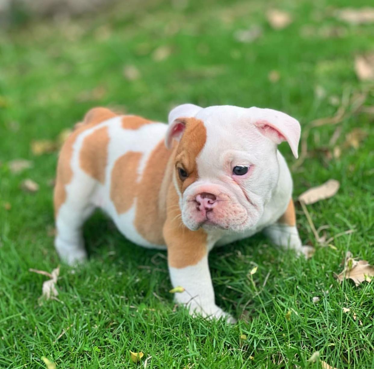 Bulldog Ingles Ambos Sexos  Foto 7262225-5.jpg
