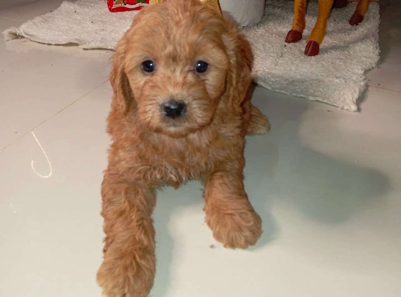 Goldendoodles disponibles  Foto 7262827-2.jpg