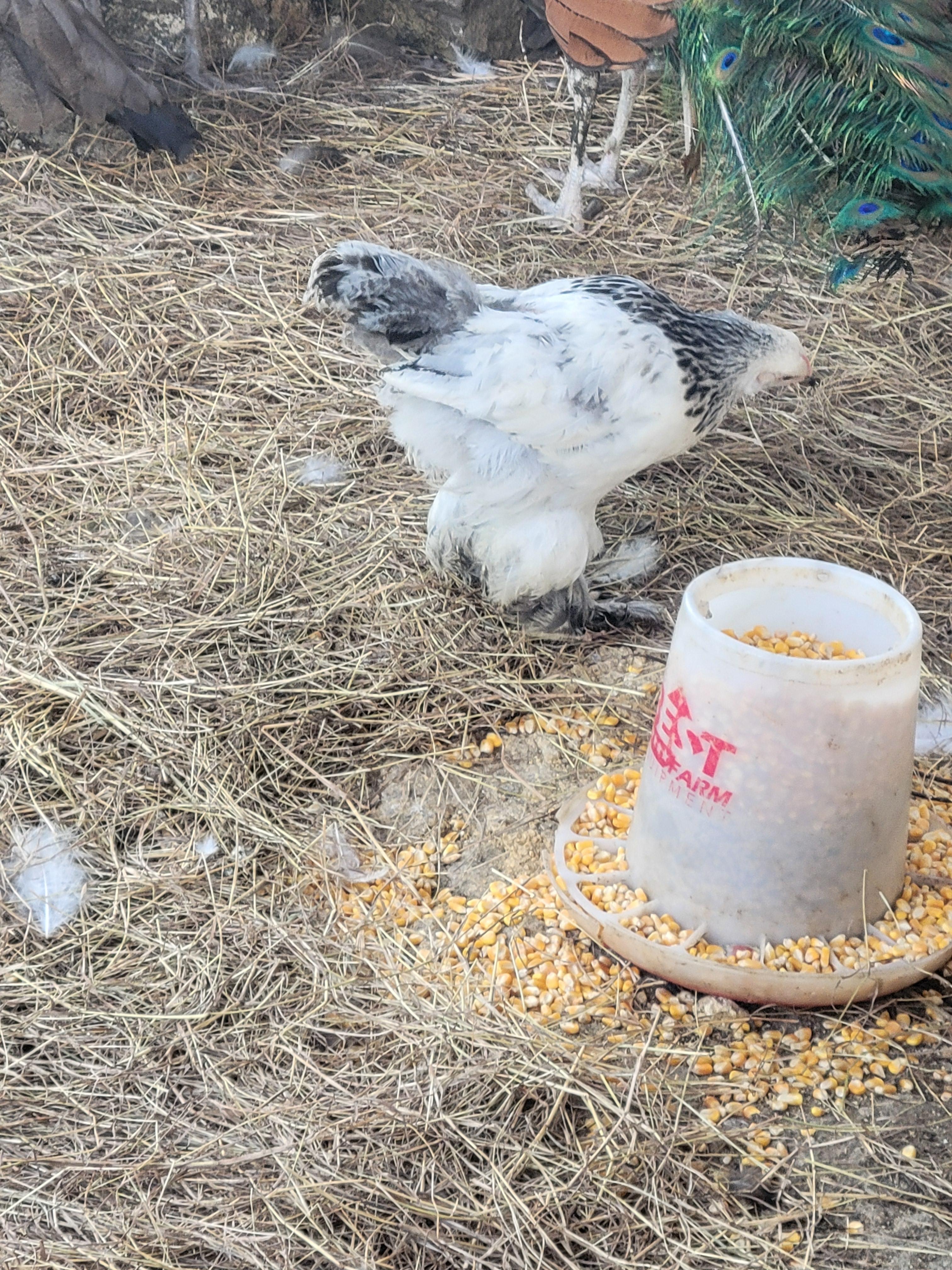 Gallina brahma y orpington  Foto 7262852-2.jpg