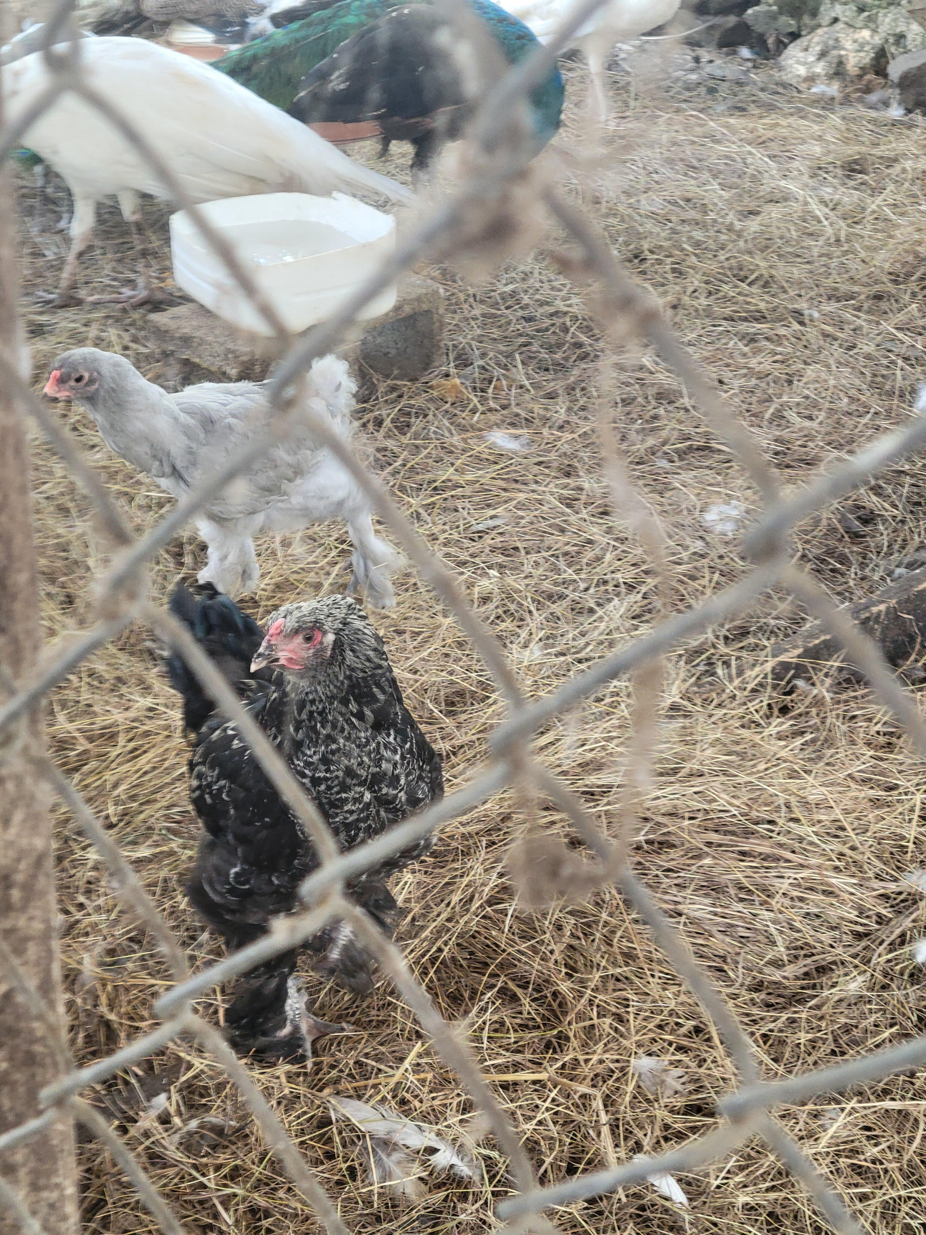 Gallina brahma y orpington  Foto 7262852-3.jpg