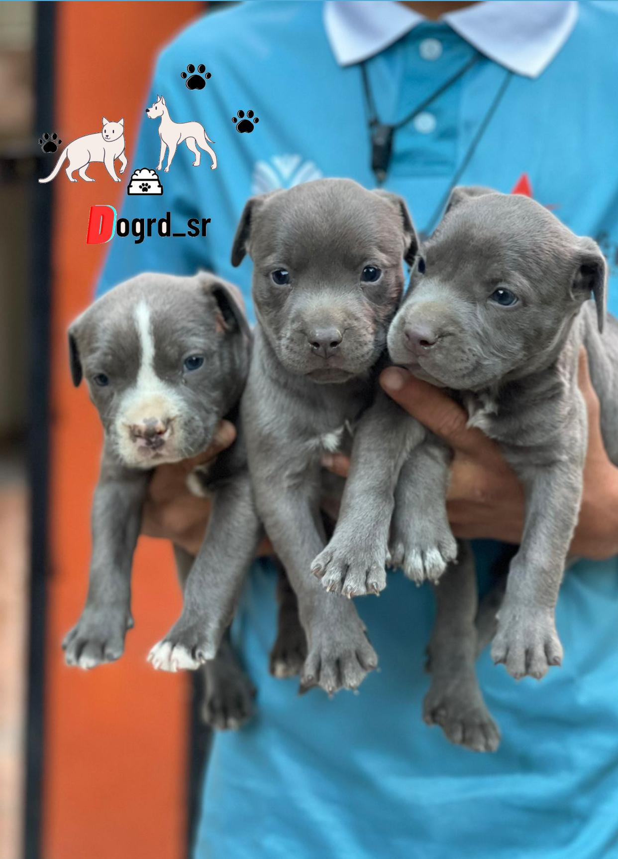 Pitbull Blue Ambos Sexos  Foto 7262858-1.jpg