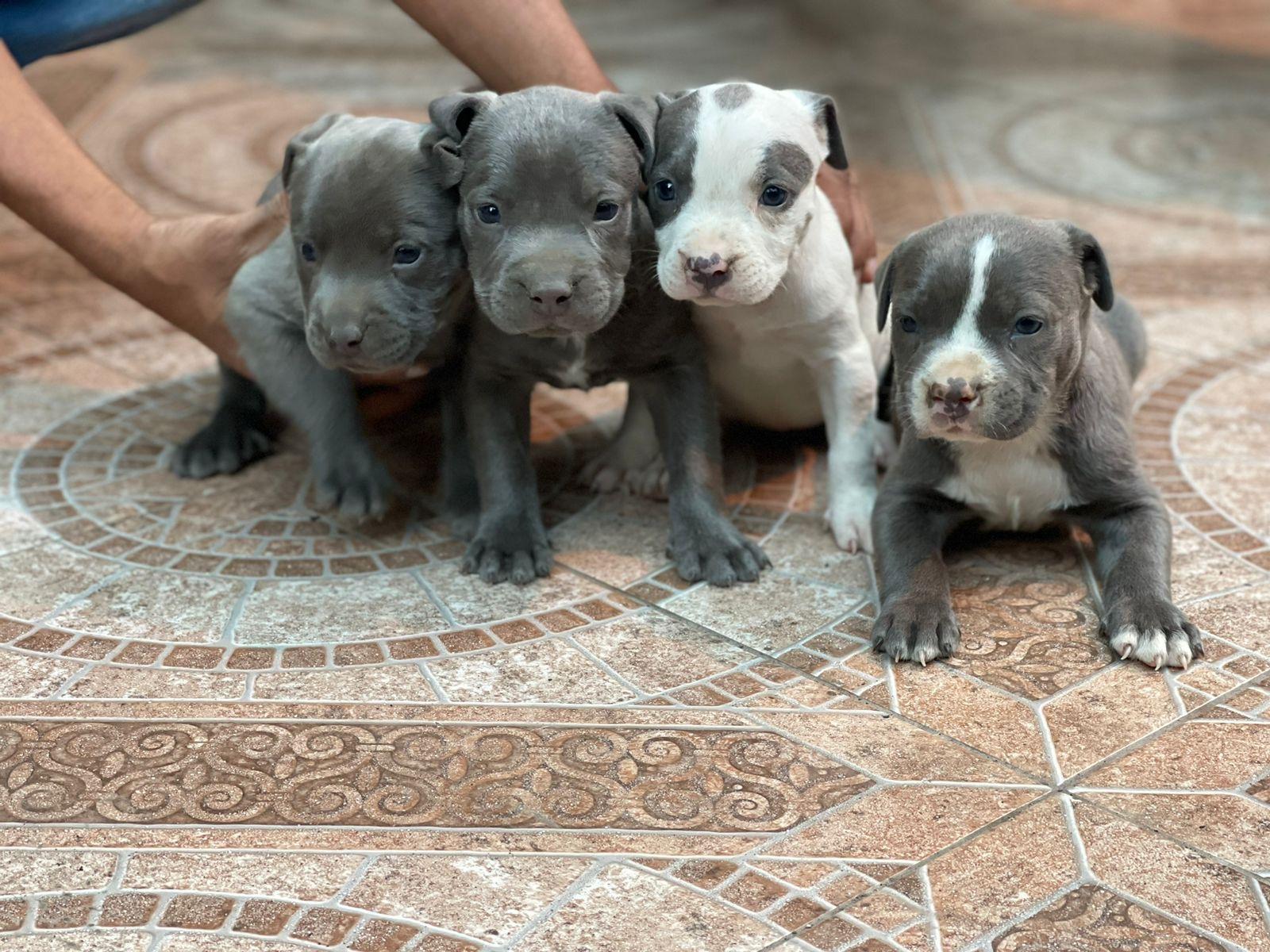 Pitbull Blue Ambos Sexos  Foto 7262858-2.jpg
