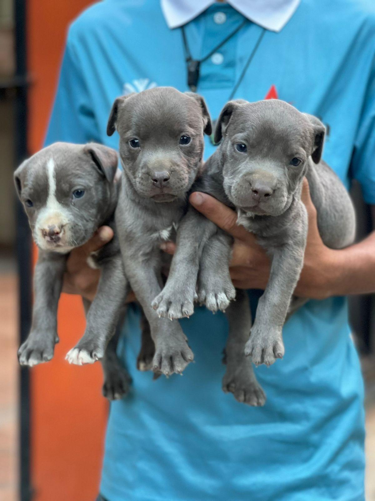 Pitbull Blue Ambos Sexos  Foto 7262858-3.jpg