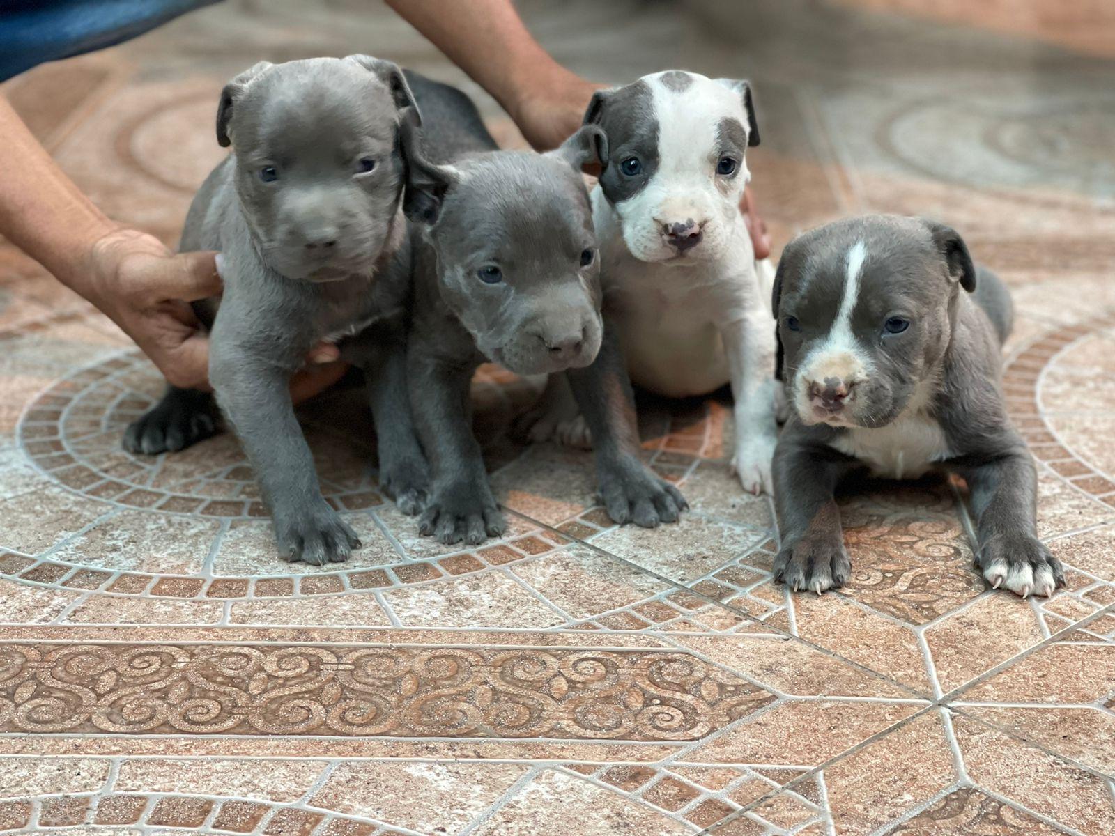 Pitbull Blue Ambos Sexos  Foto 7262858-4.jpg