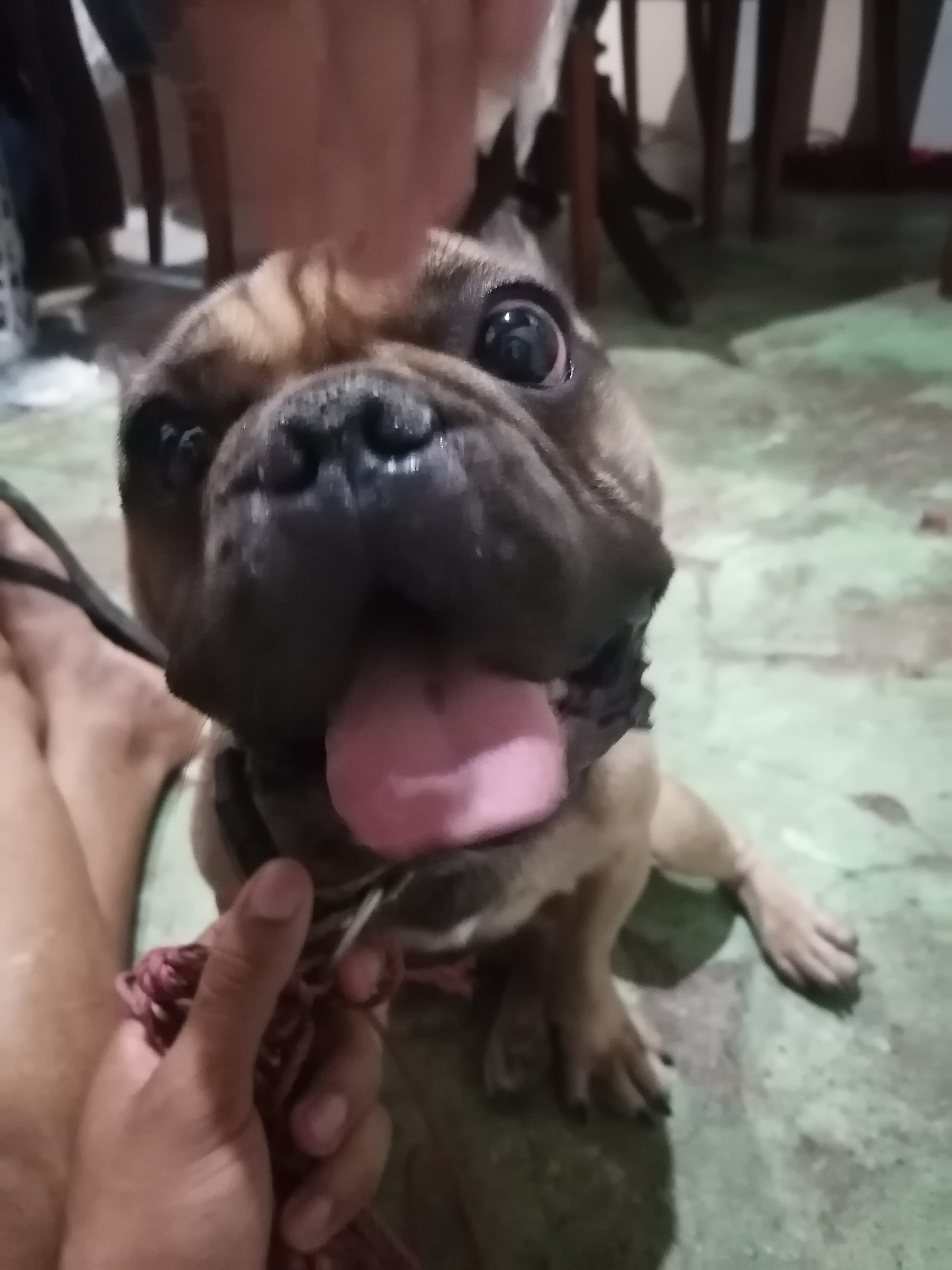 Buldog frances listo para encate en Santo Domingo DN Foto 7262975-2.jpg