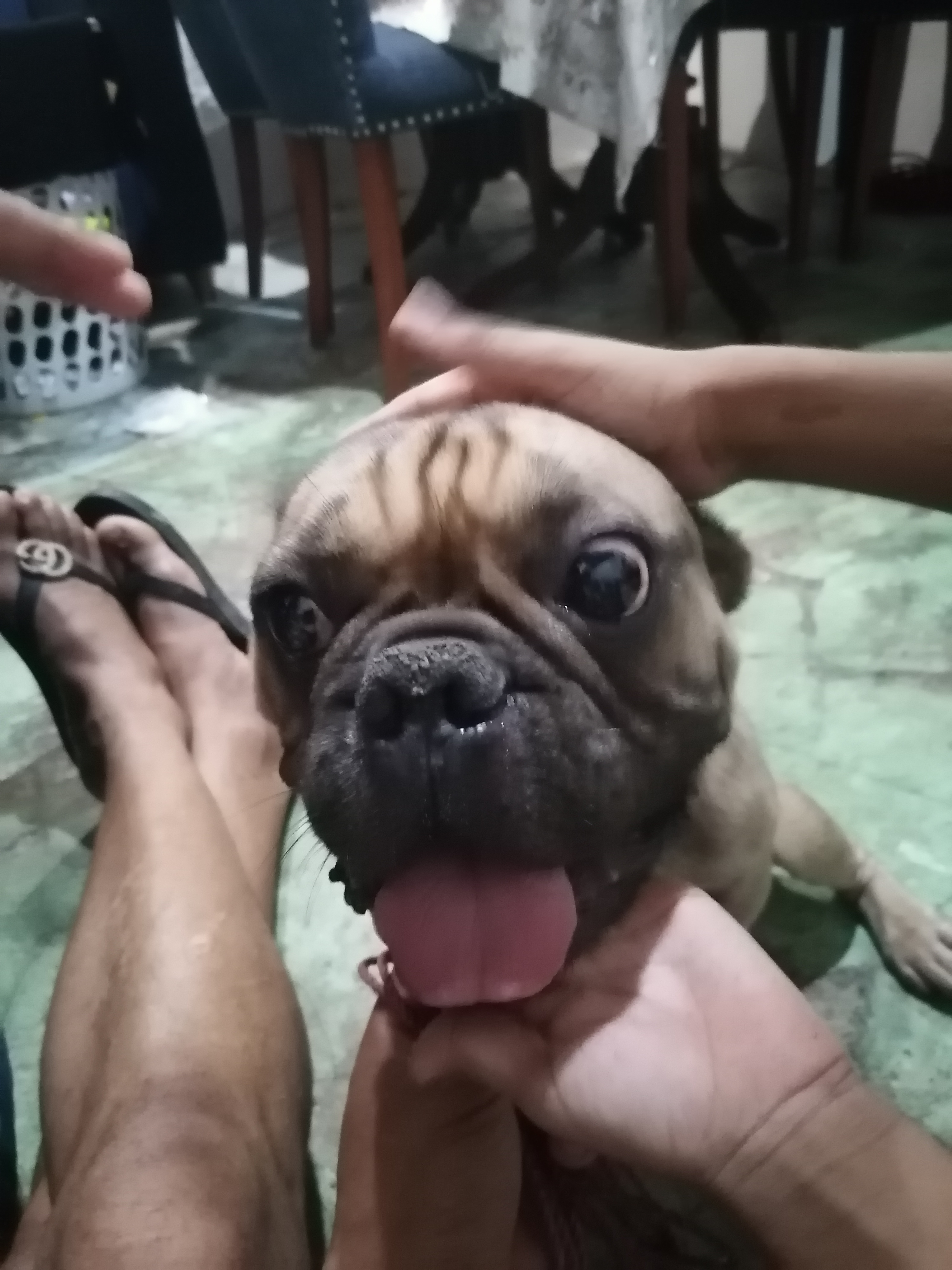Buldog frances listo para encate en Santo Domingo DN Foto 7262975-3.jpg