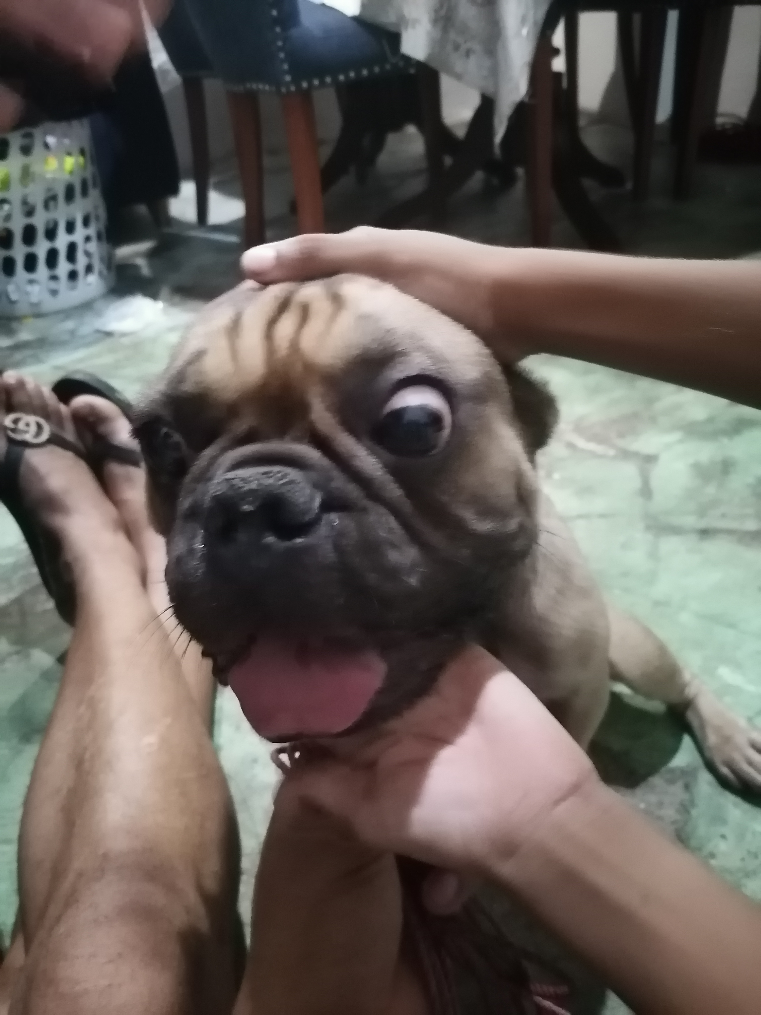 Buldog frances listo para encate en Santo Domingo DN Foto 7262975-4.jpg