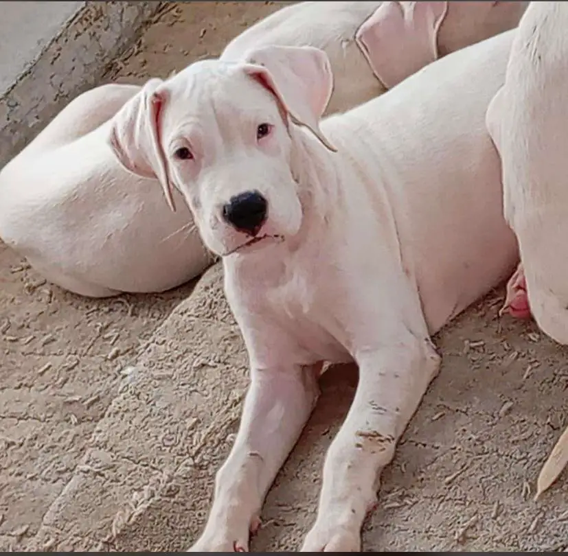 CACHORROS Dogo argentino 5 meses Foto 7263262-1.jpg