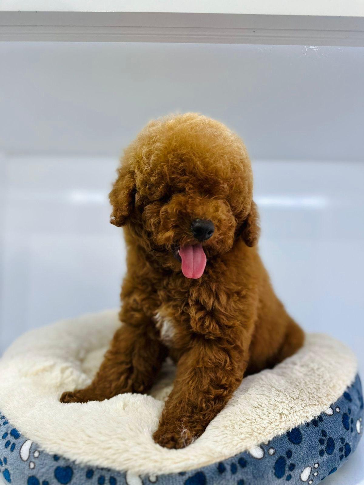 Poodle Mini Macho importado Foto 7263423-2.jpg