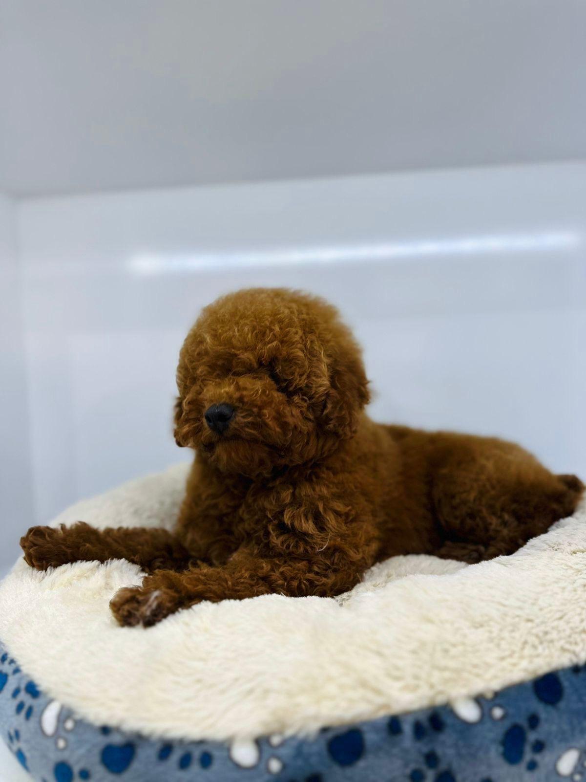 Poodle Mini Macho importado Foto 7263423-3.jpg