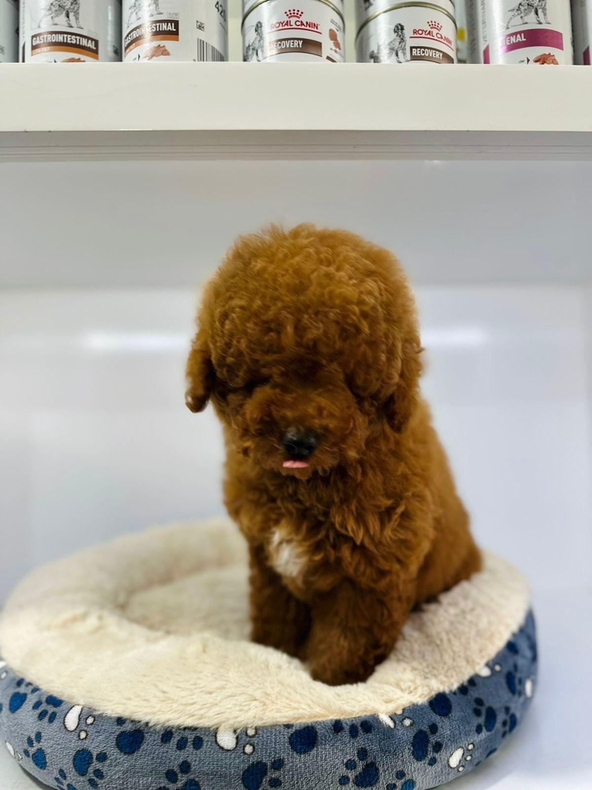 Poodle Mini Macho importado Foto 7263423-4.jpg