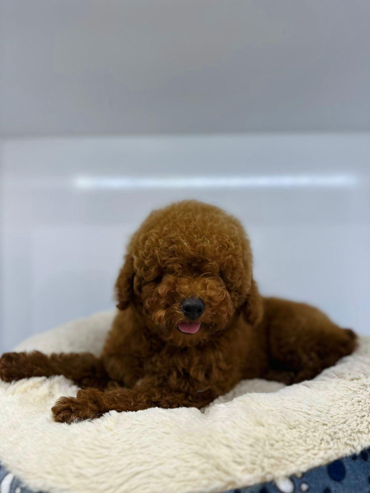 Poodle Mini Macho importado Foto 7263423-5.jpg