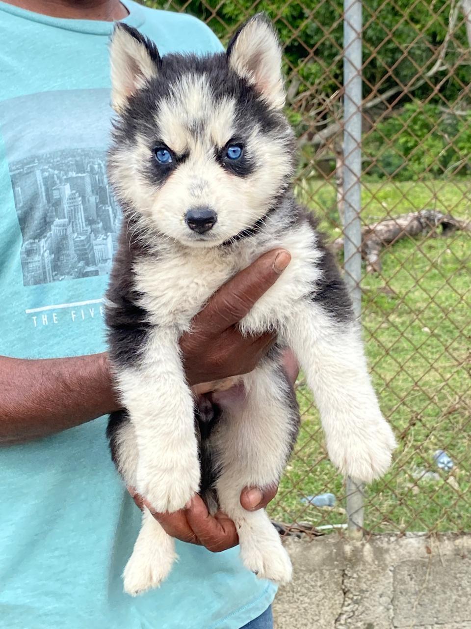 Husky Siberiano Ambos Sexos  Foto 7263653-2.jpg