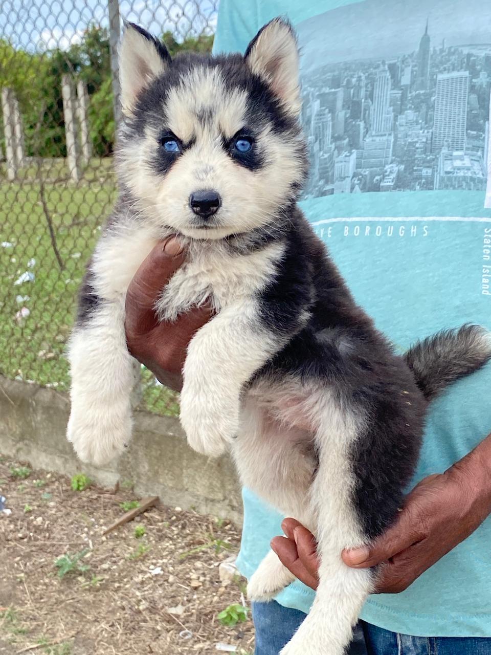 Husky Siberiano Ambos Sexos  Foto 7263653-3.jpg