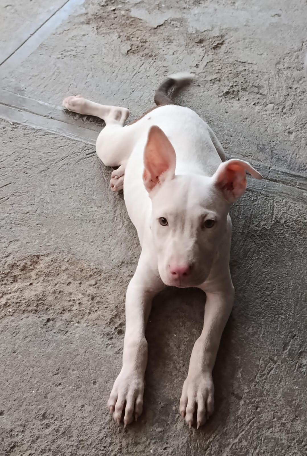American Pitbull  en Santo Domingo Norte Foto 7263730-2.jpg