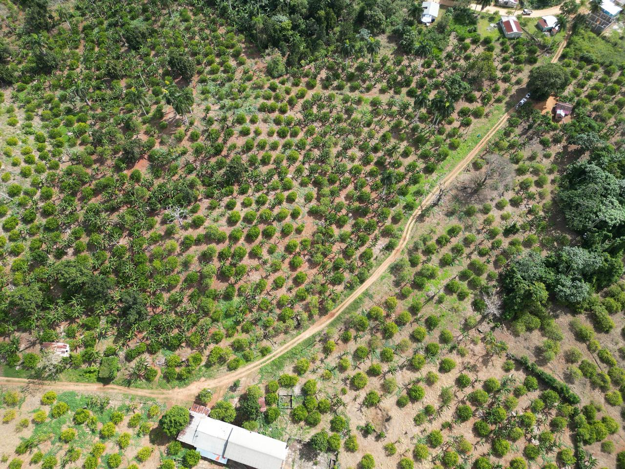 Vendo finca en Bayaguana con título y sembrada. Lee la descripción Foto 7264607-10.jpg