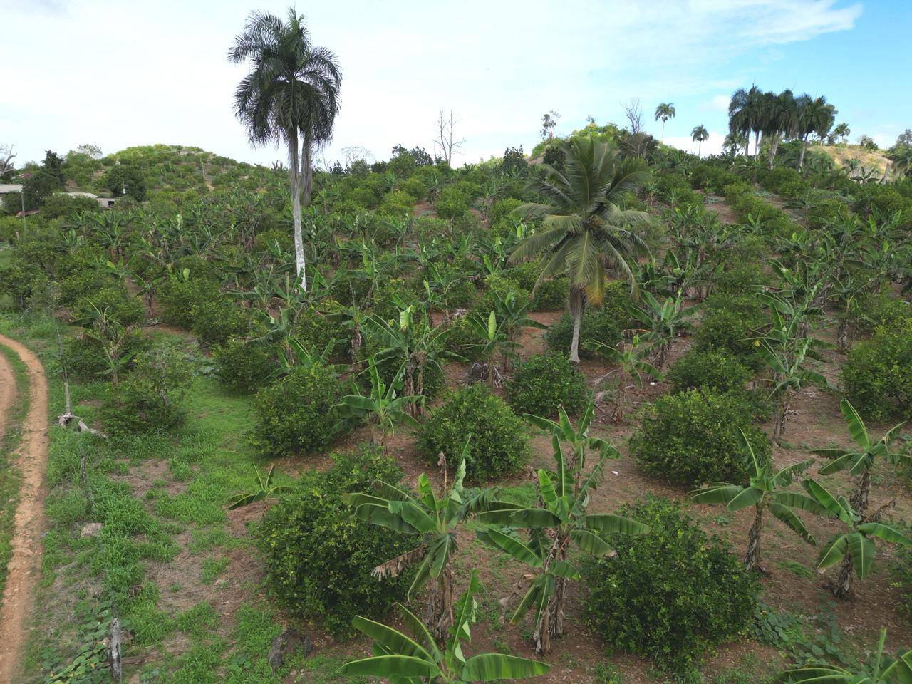 Vendo finca en Bayaguana con título y sembrada. Lee la descripción Foto 7264607-11.jpg