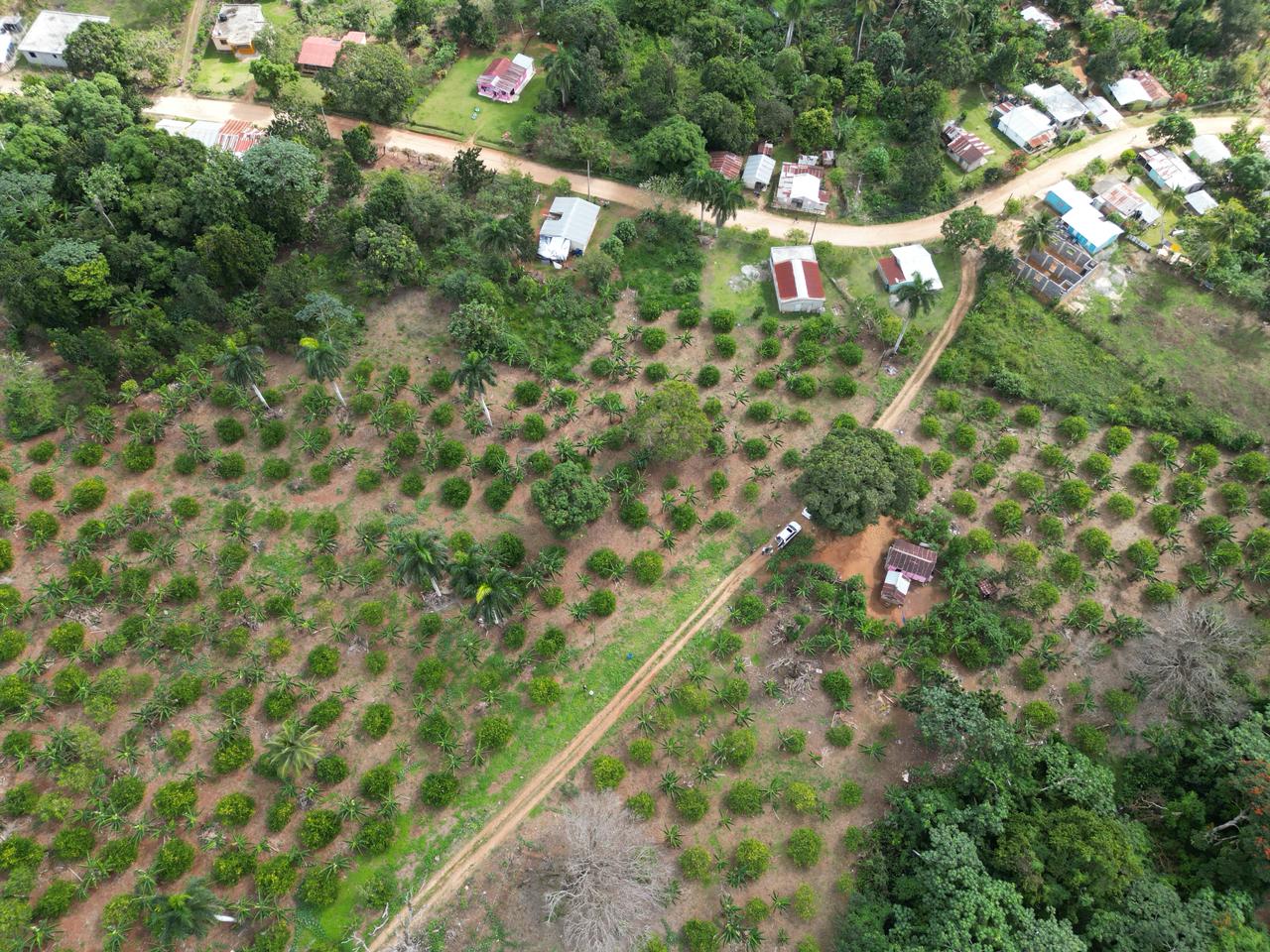 Vendo finca en Bayaguana con título y sembrada. Lee la descripción Foto 7264607-13.jpg