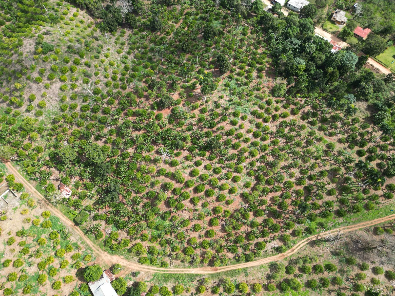 Vendo finca en Bayaguana con título y sembrada. Lee la descripción Foto 7264607-14.jpg