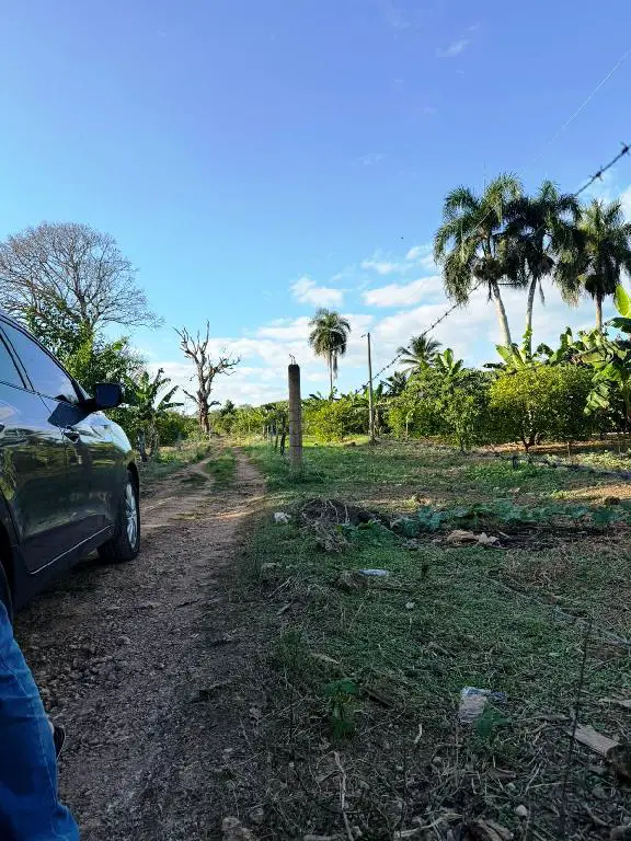 Vendo finca en Bayaguana con título y sembrada. Lee la descripción Foto 7264607-2.jpg