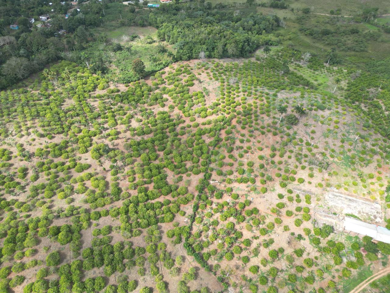 Vendo finca en Bayaguana con título y sembrada. Lee la descripción Foto 7264607-3.jpg