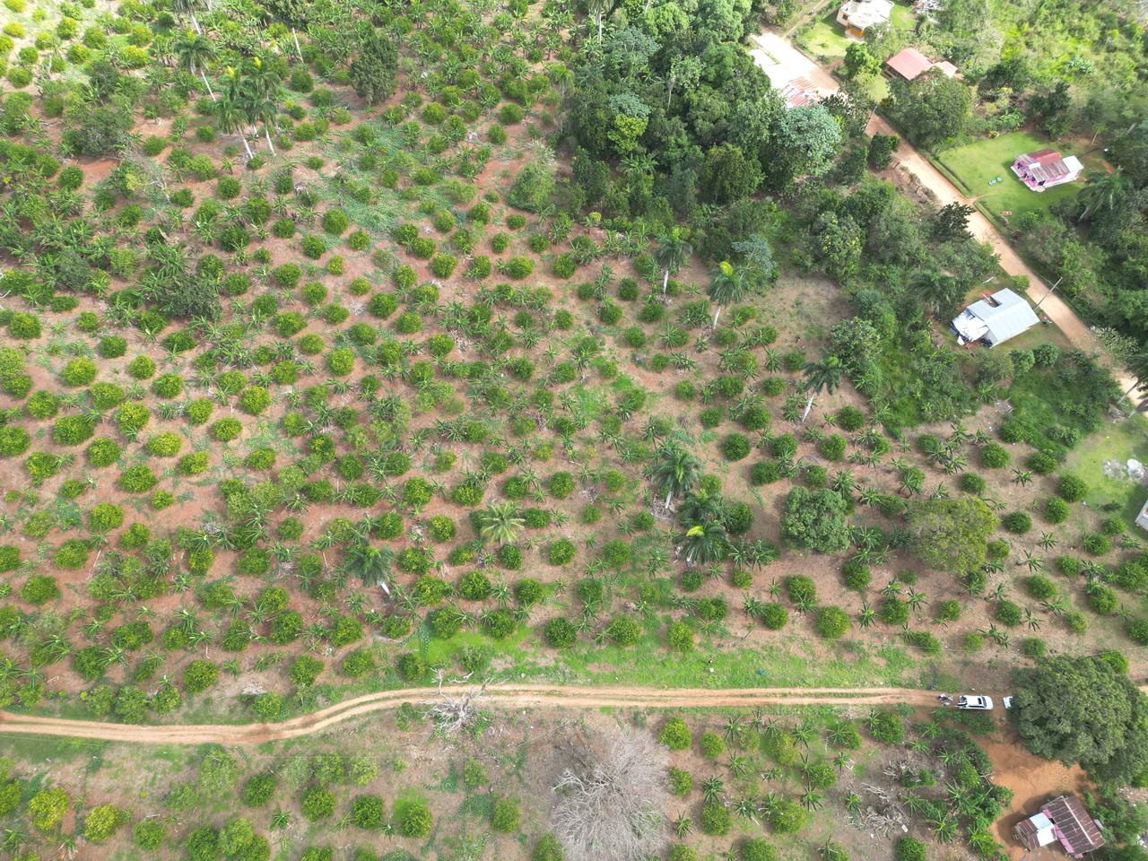 Vendo finca en Bayaguana con título y sembrada. Lee la descripción Foto 7264607-6.jpg