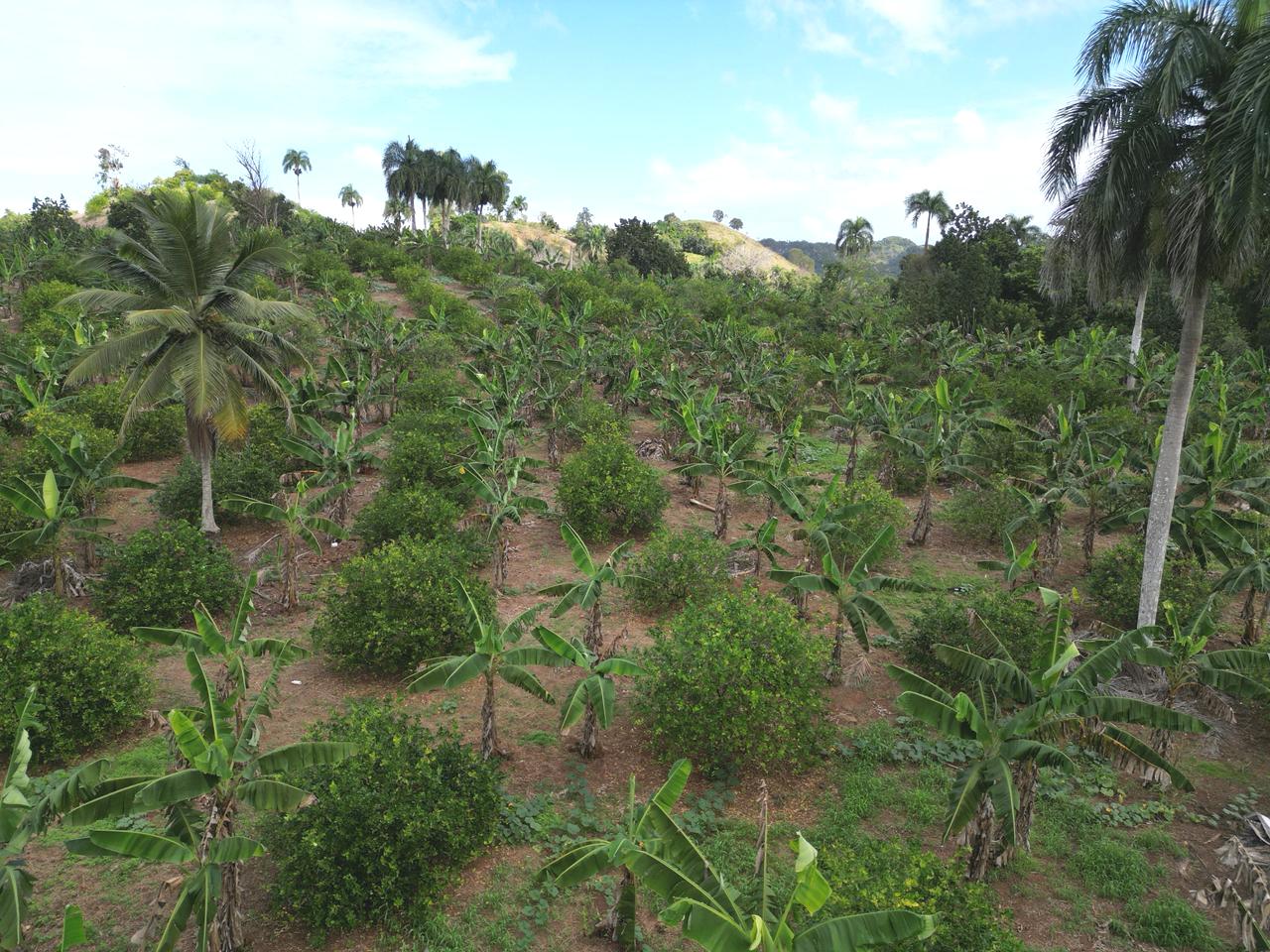 Vendo finca en Bayaguana con título y sembrada. Lee la descripción Foto 7264607-7.jpg
