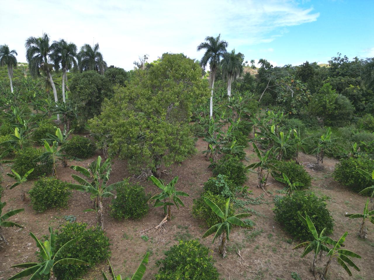 Vendo finca en Bayaguana con título y sembrada. Lee la descripción Foto 7264607-9.jpg