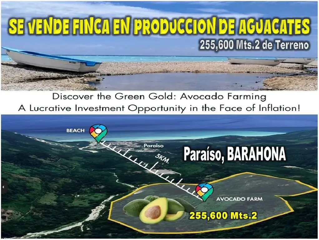 Vendo Finca de AGUACATE en PRODUCCION en Paraíso BARAHONA 255600 Mts.2 Foto 7264872-1.jpg