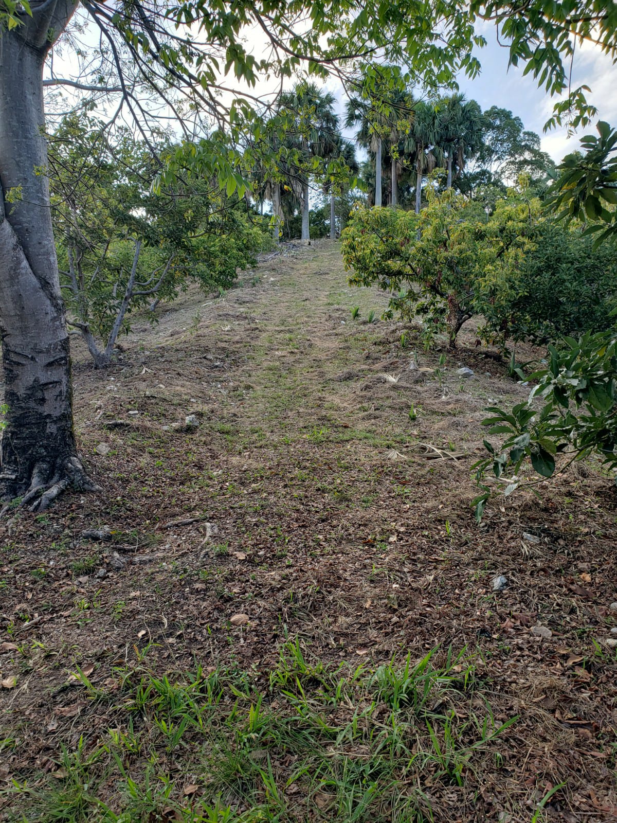 Vendo Finca de AGUACATE en PRODUCCION en Paraíso BARAHONA 255600 Mts.2 Foto 7264872-13.jpg