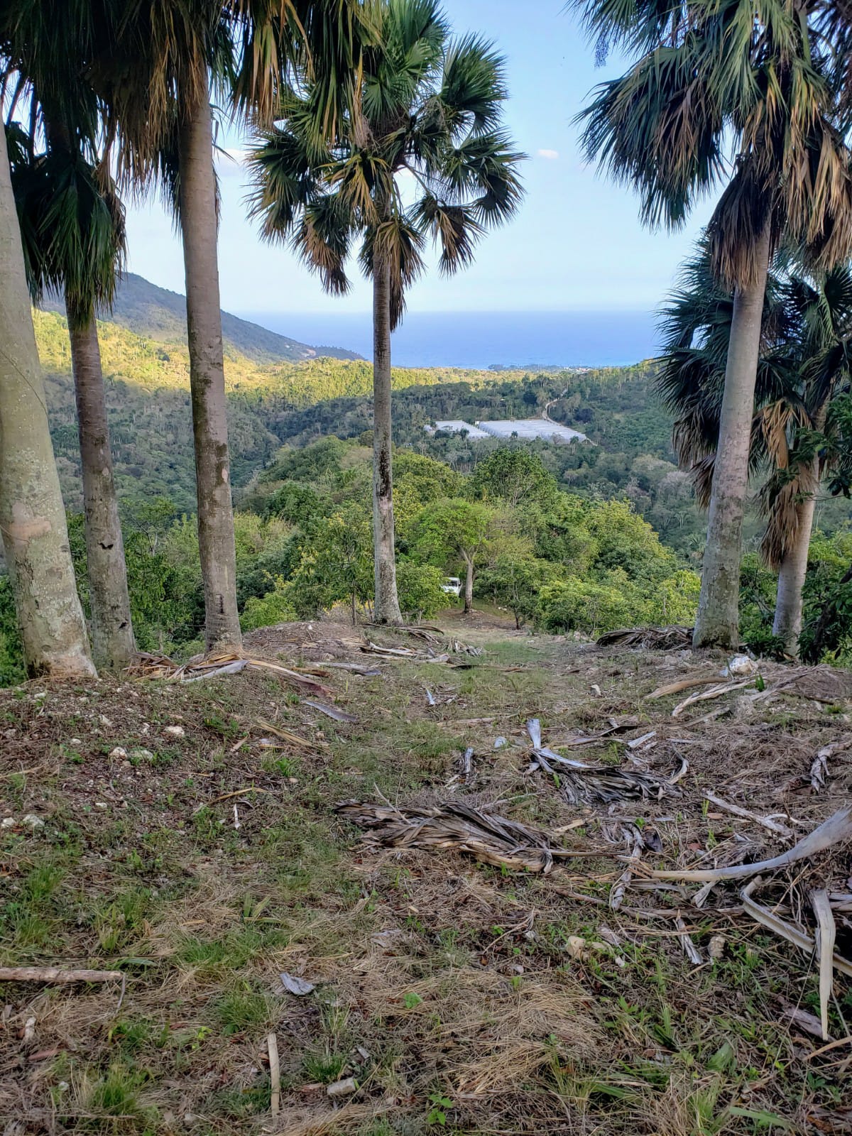 Vendo Finca de AGUACATE en PRODUCCION en Paraíso BARAHONA 255600 Mts.2 Foto 7264872-15.jpg