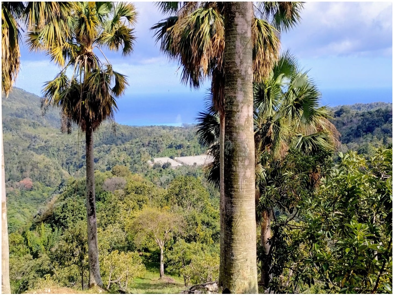 Vendo Finca de AGUACATE en PRODUCCION en Paraíso BARAHONA 255600 Mts.2 Foto 7264872-3.jpg