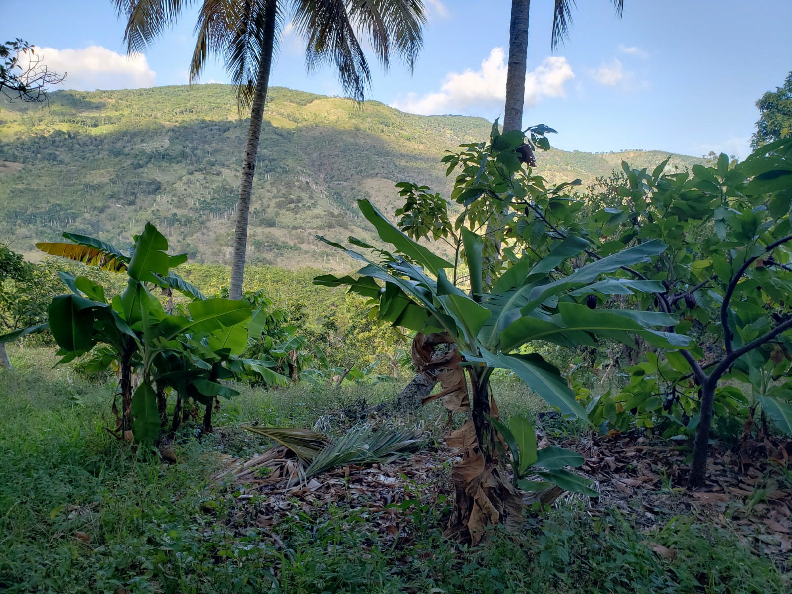 Vendo Finca de AGUACATE en PRODUCCION en Paraíso BARAHONA 255600 Mts.2 Foto 7264872-5.jpg
