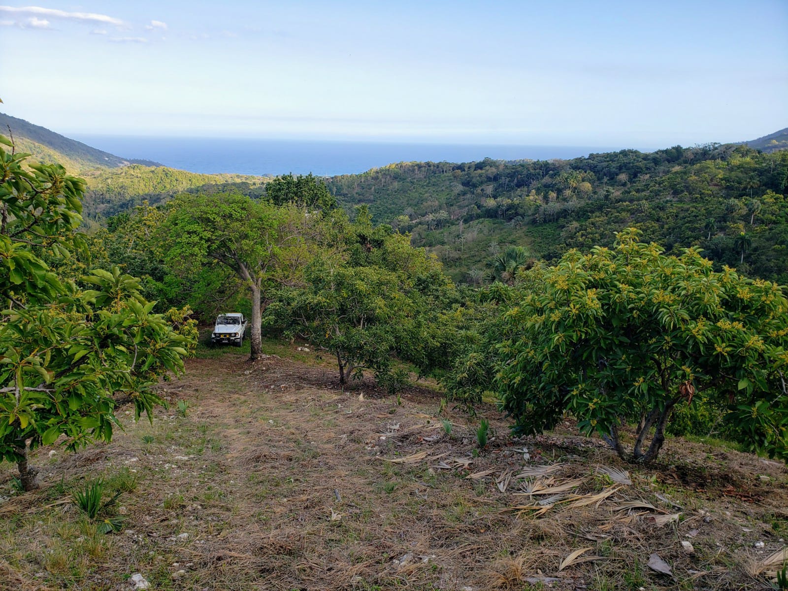 Vendo Finca de AGUACATE en PRODUCCION en Paraíso BARAHONA 255600 Mts.2 Foto 7264872-7.jpg