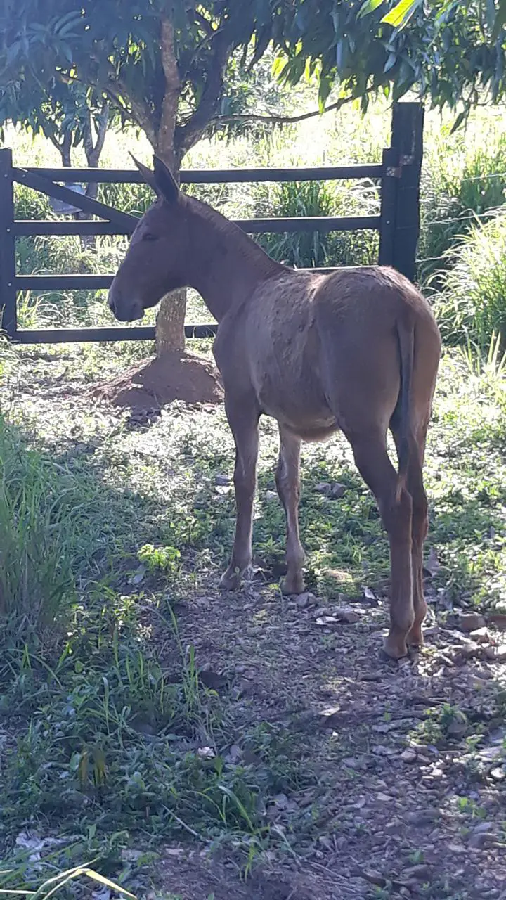 Mula en venta hija de un burro pinto colombiano tiene 5 meses y medio. Foto 7265748-2.jpg