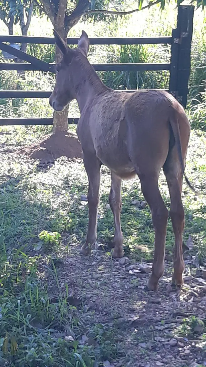 Mula en venta hija de un burro pinto colombiano tiene 5 meses y medio. Foto 7265748-3.jpg