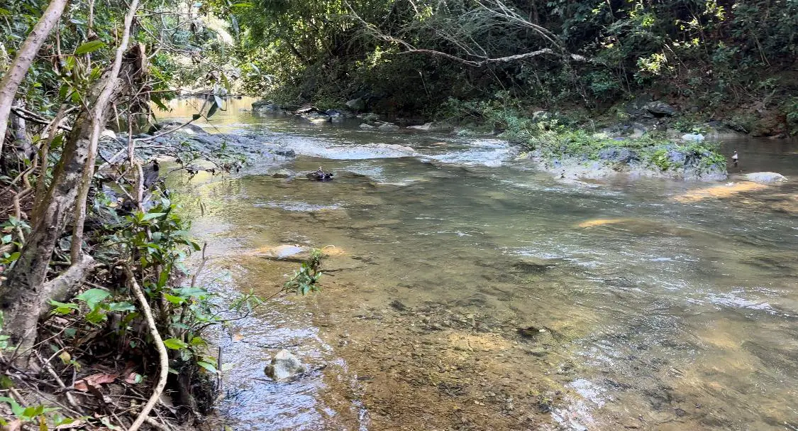 Finca de 500 tareas con vocación Ganadera y Agrícola en Sabana Grande  Foto 7265954-3.jpg