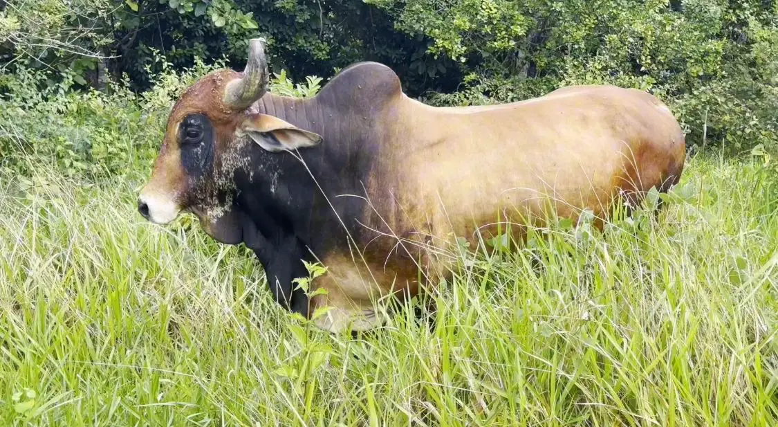 Finca de 800 tareas Ganadera y Agrícola en Sabana Grande de Boyá    Foto 7265955-3.jpg