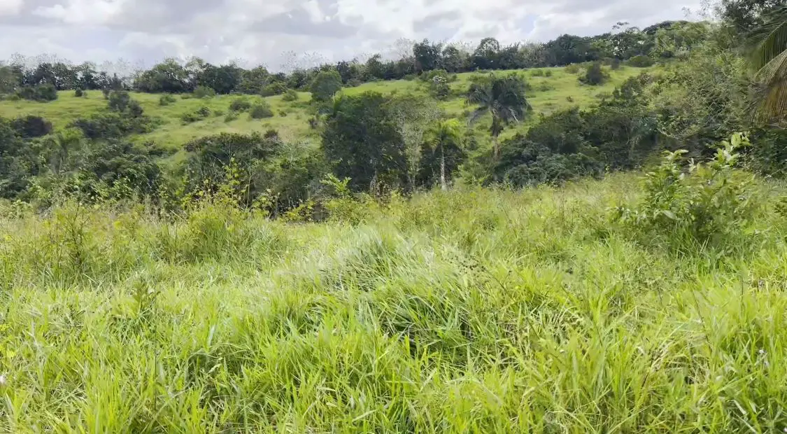 Finca de 800 tareas Ganadera y Agrícola en Sabana Grande de Boyá    Foto 7265955-4.jpg