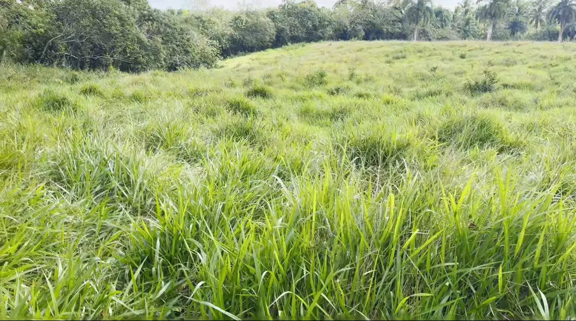 Finca de 800 tareas Ganadera y Agrícola en Sabana Grande de Boyá    Foto 7265955-5.jpg