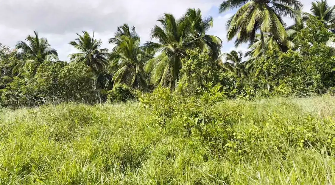 Finca de 800 tareas Ganadera y Agrícola en Sabana Grande de Boyá    Foto 7265955-6.jpg