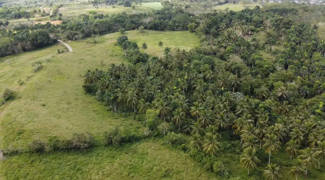 Finca de 800 tareas Ganadera y Agrícola en Sabana Grande de Boyá    Foto 7265955-8.jpg