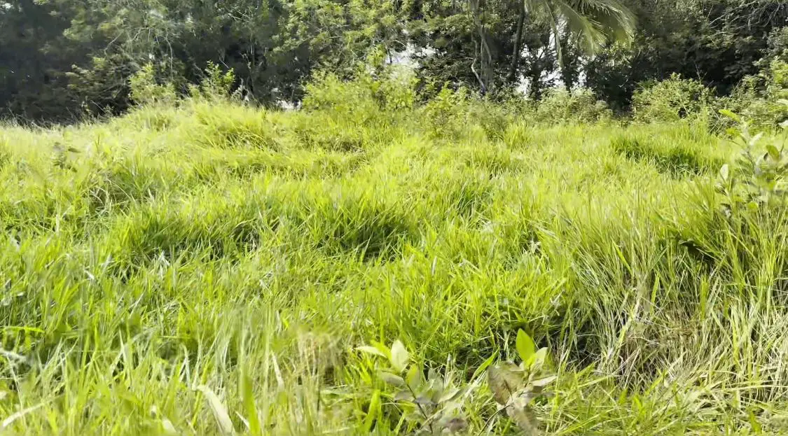 Finca de 800 tareas Ganadera y Agrícola en Sabana Grande de Boyá    Foto 7265955-9.jpg