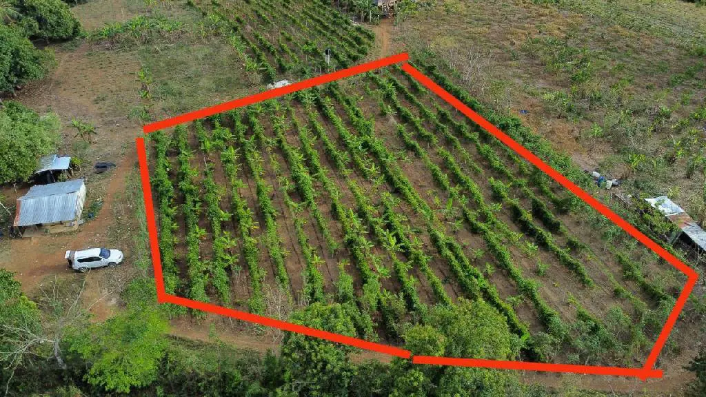 Finca de 5 tareas Sembradas de plátanos chinola Yuca en Monte Plata    Foto 7265958-2.jpg