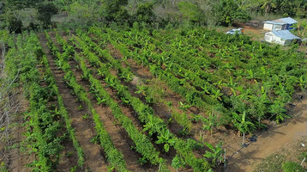 Finca de 5 tareas Sembradas de plátanos chinola Yuca en Monte Plata    Foto 7265958-3.jpg