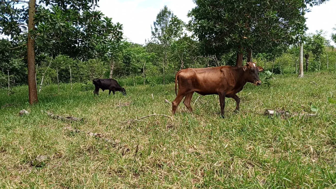 Finca de 50 tareas Ganadera y Agrícola en Don Juan de  Mente Plata   Foto 7265965-5.jpg